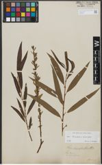 Foto von Salix triandra L. x Salix viminalis L.
